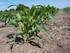 Control de calidad de siembra de maíz: aspectos a tener en cuenta para lograr un buen planteo