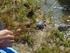 Conservación del galápago europeo en la Comunidad Valenciana