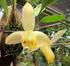 de Stanhopea tricornis (Orchidaceae) en Colombia