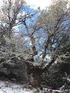 melojar primigenio (Quercus pyrenaica), bien de forma indirecta, por aumento de insolación, bosque natural o la vegetación potencial de cada lugar.