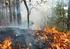 Reporte Mensual de Agosto de Incendios Forestales y Quemas