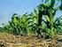 Efecto de la aplicación de efluentes de Feed Lot como biofertilizante sobre el rendimiento del cultivo de maíz