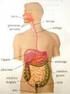 Anatomía y Fisiología del Aparato Digestivo