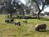 Bienestar en ganado porcino en montanera: inmunocastración en el cerdo Ibérico