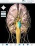 Modelo interactivo del cerebro: Anatomia estructural y funcional.