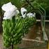 Vida útil económica del cultivo del banano (Musa AAA Cavendish cv Gran Enano) en la planicie aluvial del río Motatán. Resumen