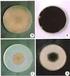 Potential fungicidal effect of plant extracts on in vitro development of Colletotrichum gloeosporioides and on anthracnose of mango
