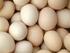 Huevos y Ovoproductos