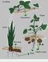 Biología Vegetal. 3ª Parte: Reproducción de plantas angiospermas. Tema 4 de Biología NS Diploma BI Curso