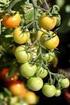 Amarilleos en los cultivos de tomate asociados a Tomato chlorosis virus (ToCV) y Tomato infectious chlorosis virus (TICV) en España