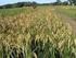 CR: Gobierno alista decreto para ampliar importaciones de arroz sin arancel