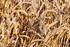 Mercado de Granos. Martes: Precios de trigo blando en el mundo Mercados Internacionales - Informe semanal de estimaciones.