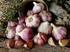 Productividad y calidad de variedades de ajo (Allium sativum L.) bajo condiciones desérticas en Caborca, Sonora