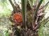 Nuevos hallazgos sobre la Pudrición del cogollo de la palma de aceite en Colombia: biología, detección y estrategias de manejo *