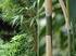 Experiencias de veinte años propagando bambúes en el Jardín Botánico de Cienfuegos, Cuba