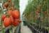 Producción de tomate en invernadero. M. en C. José Natividad Uribe Soto y Colaboradores