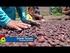 Visión del Cultivo del Cacao en la Región del Piedemonte Llanero Arauca - Casanare - Meta - Guainía - Vichada Guaviare