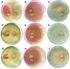 Trichoderma spp. y su función en el control de plagas en los cultivos