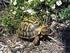 El programa de recuperació de la tortuga mediterrània, Testudo