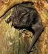 Distribución y abundancia de murciélagos en bosques con diferente grado de intervención en el Parque Nacional Natural Gorgona (Colombia)