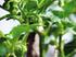 Concentraciones de absorción de los nutrientes en un cultivo de Heliconia Yellow Parrot. Requerimiento de altas concentraciones de potasio.