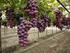 Consecuencias del déficit hídrico en viñedos de zonas cálidas y estrategias de riego en función de los objetivos de la producción de uva