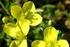 Evaluación de la calidad de la flor amarilla (Diplotaxis tenuifolia) y sus efectos en la producción de carne