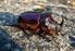 Riqueza de escarabajos con hábitos nocturnos (Coleoptera: Scarabaeoidea) en islas de las