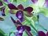 Orquideas Dendrobium: Nuevas Floraciones