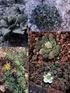 Flora y vegetación de suelos crioturbados y hábitats asociados en los alrededores del abra Apacheta, Ayacucho - Huancavelica (Perú)