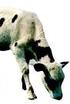 Enfermedad de las vacas locas: la ausencia de evidencia no significa evidencia de ausencia