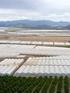 PAQUETE TECNOLOGICO DE AGRICULTURA PROTEGIDA PARA EL CULTIVO DE: Jitomate en Invernadero 2013