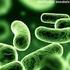 Bacterias. Algas Verde-azulada