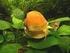 El caracol manzana es un molusco gasterópodo