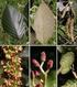Betulaceae. Alnus acuminata. Flores estaminadas. Bráctea tectriz. Bráctea tectriz