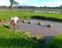 Estudio agroeconómico del cultivo del arroz bajo producción integrada en las marismas del Guadalquivir