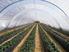 Evaluación de cubiertas biodegradables como acolchados en un cultivo de tomate de industria.