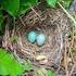 La información sobre la reproducción de aves forestales en
