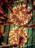 MT India Festival De Las Luces Diwali