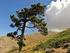 Crecimiento de Pinus nigra salzmanii tras los incendios ocurridos en el año 1994: implicaciones para la gestión