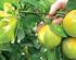 Huanglongbing ( Citrus greening ) Análisis de Riesgo de Plagas por Plaga