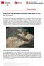 Els tritons del Montseny estrenen instal lació al Zoo de Barcelona
