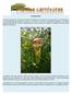 TIPOS DE TRAMPAS. Dionaea muscipula