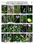 WEB VERSION. 2 Sesuvium microphyllum AIZOACEAE. 5 Sagittaria lancifolia ALISMATACEAE. 3 Sesuvium portulacastrum AIZOACEAE