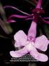 El grupo de Evo-Devo en Plantas, busca entender la variación en la forma de las flores, particularmente en especies neotropicales de plantas poco