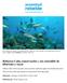 Refuerza Cuba conservación y uso sostenible de tiburones y rayas