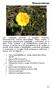 Ranunculaceae. Ranunculus bulbosus L. subsp. adscendens (Brot.) Neves. Nombre Común. Botón de oro, Hierba velluda. Ecología