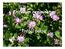 Trifolium resupinatum. Trébol persa