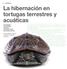 La hibernación en tortugas terrestres y acuáticas