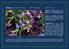 GRASILLA ( Pinguicula vallisneriifolia Webb. ) FAMILIA: Lentibulariaceae GÉNERO: Pinguicula